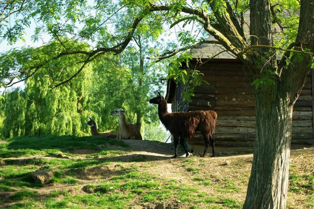 Appartamento Ty-Yan Tours Esterno foto